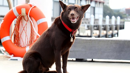 Red Dog : เพื่อนซี้หัวใจหยุดโลก - เรื่องเล็กๆ ของหมาน้อย ที่ทำให้คุณยิ้มได้กว้างๆ